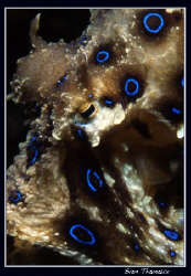 Blue-ringed Octopus (Hapalochlaena lunulata) by Sven Tramaux 